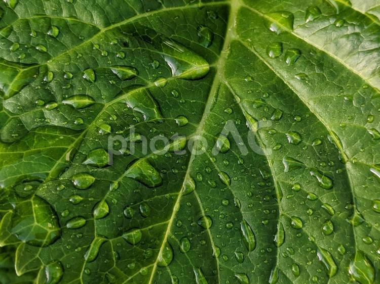 葉の上の水滴 アジサイ,紫陽花,葉の写真素材
