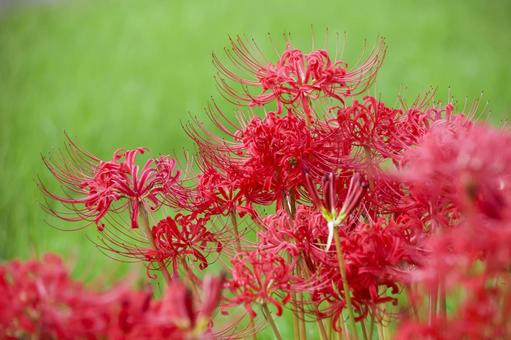 彼岸花 彼岸花 彼岸花,ヒガンバナ,花の写真素材