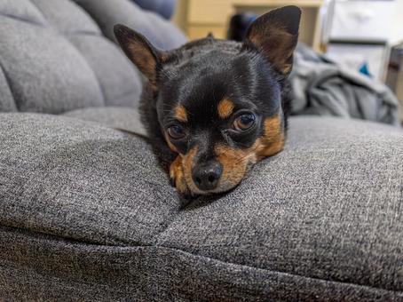 ソファで寝る小型犬・チワワ・ミニピン ソファで寝る小型犬・チワワ・ミニピン 犬,わんこ,ペットの写真素材