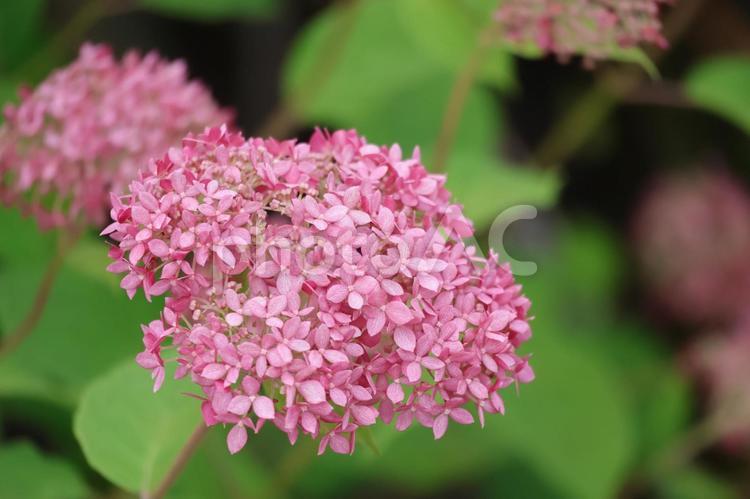 ピンクのアメリカノリノキの花アップ ピンク,アメリカノリノキ,花の写真素材