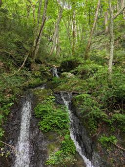 白樺と沢 白樺と沢 沢,川,山林の写真素材