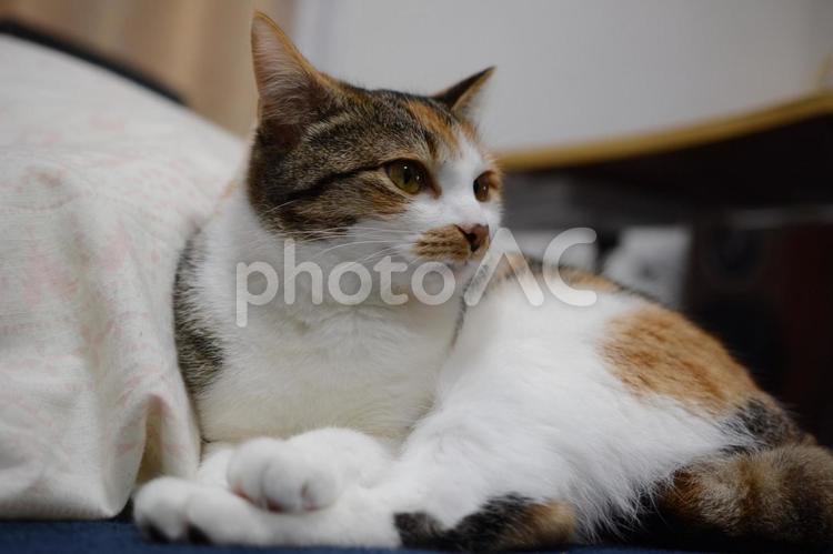くつろいでいる三毛猫 猫,ネコ,ねこの写真素材