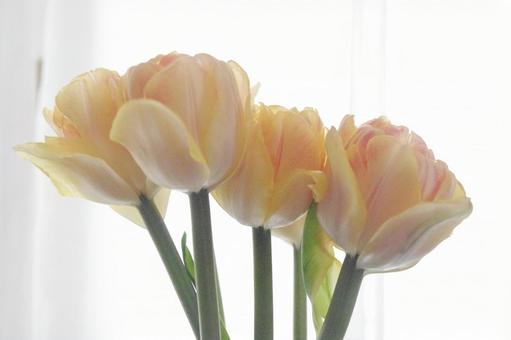 tulips, JPG