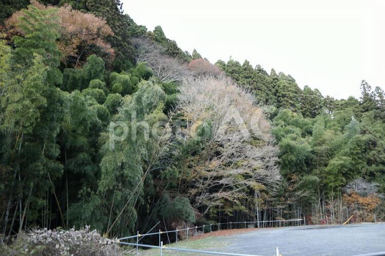 御岩神社　駐車場からの木々 植物,御岩神社,日立の写真素材