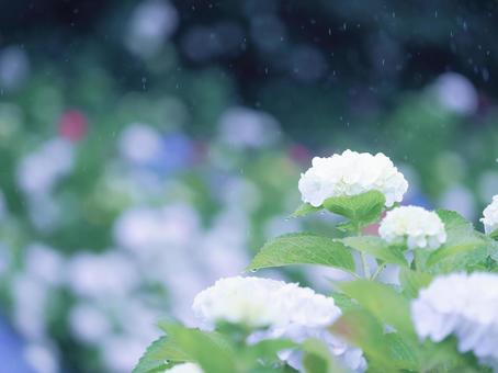 雨に濡れる白い紫陽花の風景 雨に濡れる白い紫陽花の風景の写真