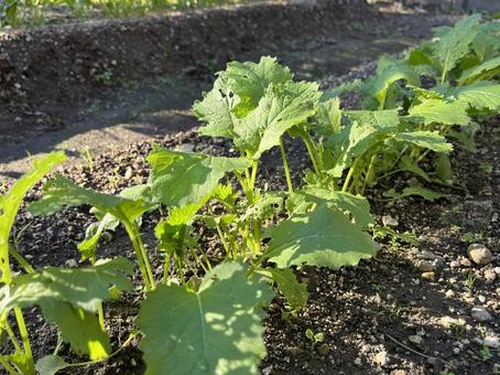 野菜づくりの畑 野菜づくり,畑,蕪の写真素材