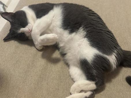 寝るハチワレ猫 寝るハチワレ猫 猫,cat,ねこの写真素材