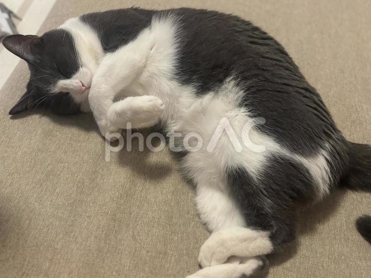 寝るハチワレ猫 猫,cat,ねこの写真素材