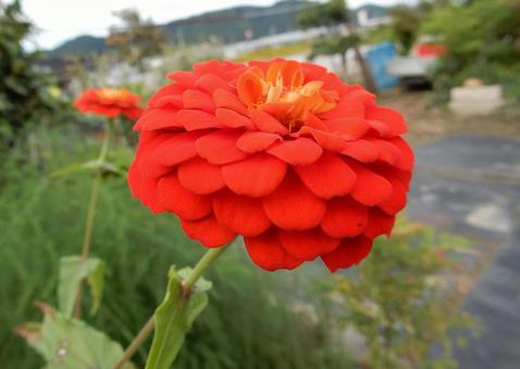 【花の写真】 ヒャクニチソウ(百日草) 【花の写真】 ヒャクニチソウ(百日草)の写真