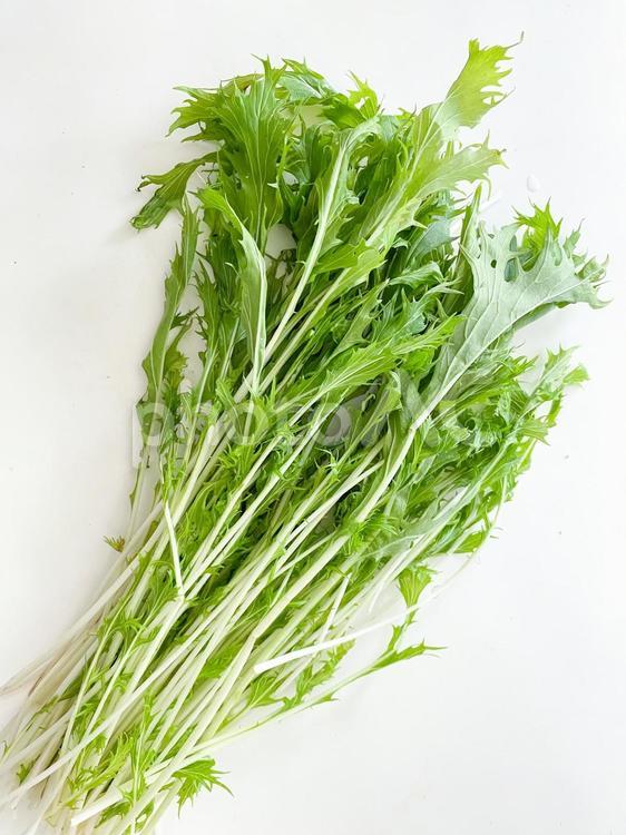 自家栽培で収穫したばかりの新鮮な水菜 水菜,自家栽培,野菜の写真素材