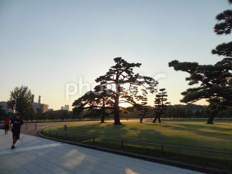 皇居前　芝生　夕 皇居前,広場,夕日の写真素材