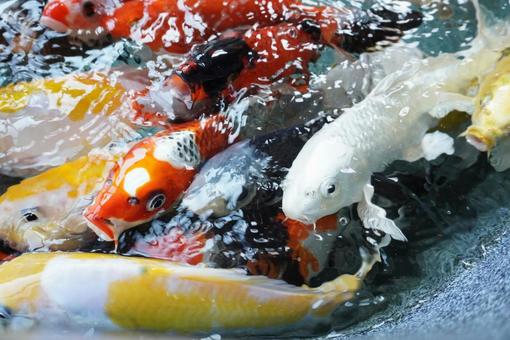 Photo, carp, koi, pool, 