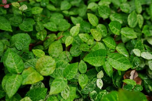 雨に濡れたフィカス・プミラのテクスチャの写真
