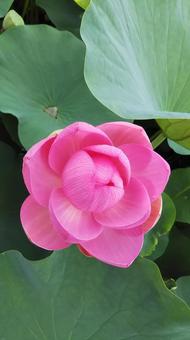 蓮の花 蓮の花の写真