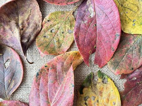落ち葉 落ち葉,紅葉,秋イメージの写真素材