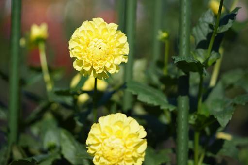 ダリア（ビューティフルイエロー） ダリア,ビューティフルイエロー,黄色の写真素材