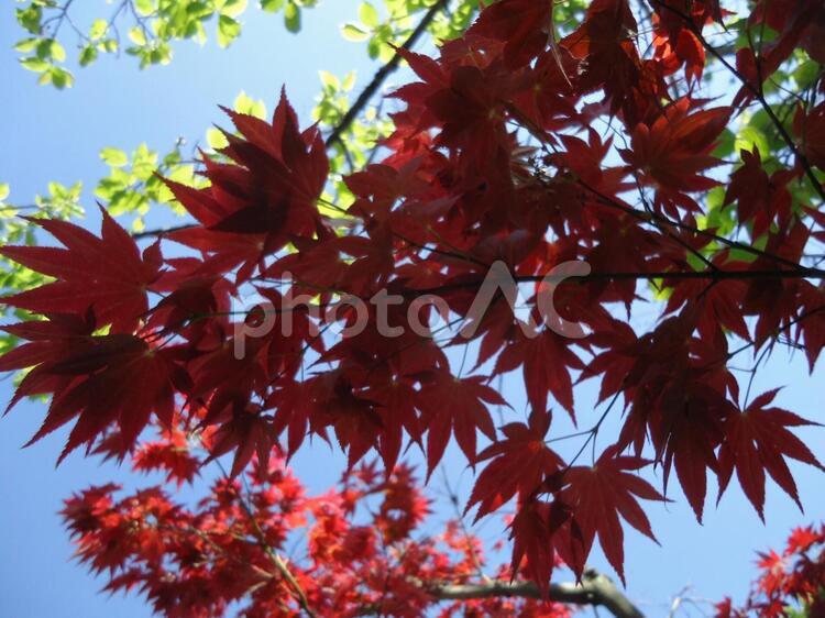 もみじ　カエデ　紅葉　楓 かえで,しょくぶつ,もみじの写真素材