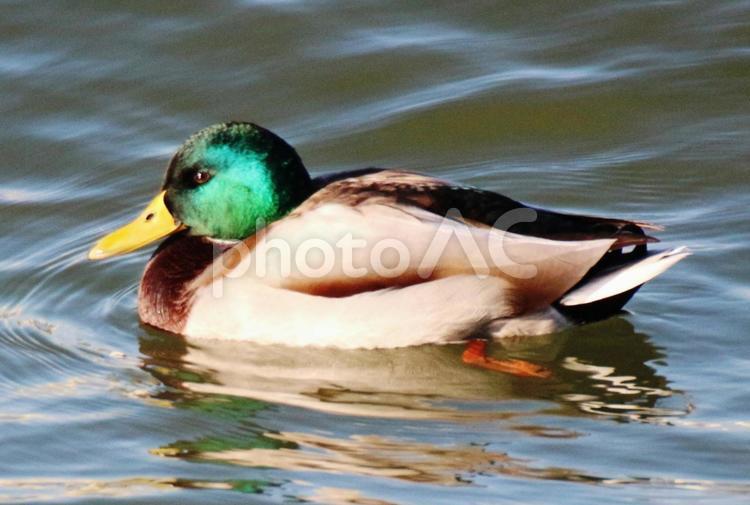 17.11.23丸亀市土器川河口のマガモ雄１ マガモ,オス,鳥類の写真素材