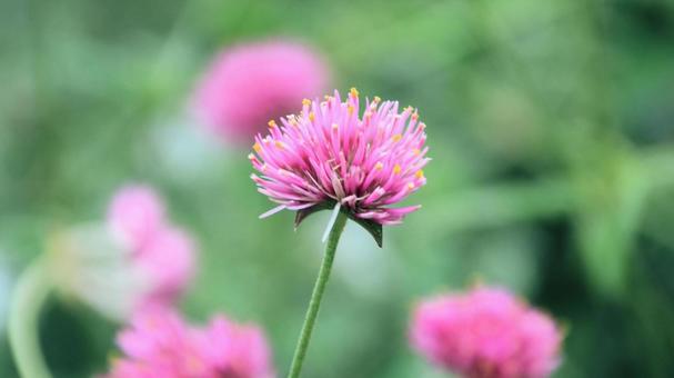 ピンクのセンニチコウの花 ピンクのセンニチコウの花の写真