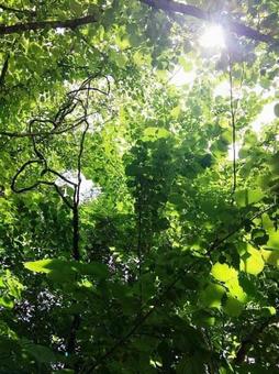 木漏れ日 木漏れ日の写真
