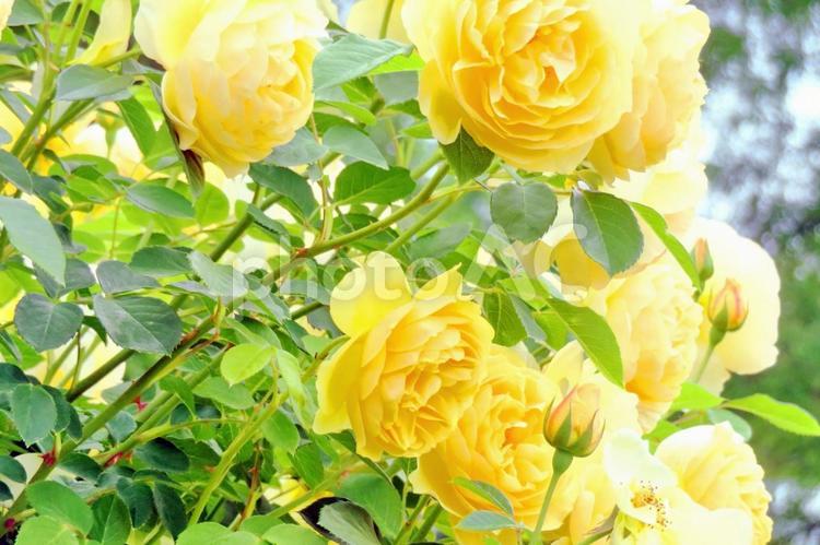 黄色いバラの花・つるバラ バラの花,黄色,黄色いバラの写真素材