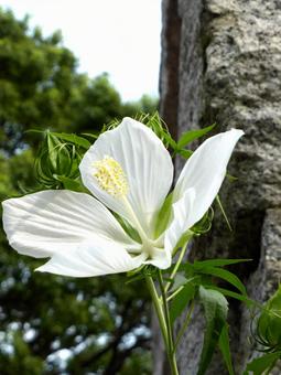 植物園の園内で開花した白いモミジアオイ モミジアオイ,花,植物の写真素材