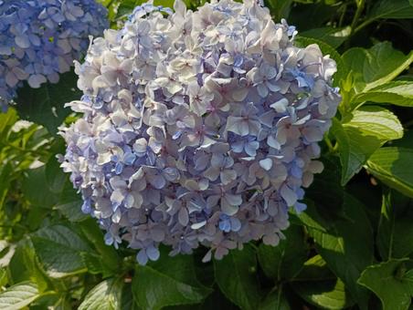 Photo, hydrangea, blue, white, 