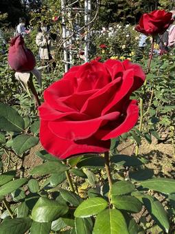 旧古河庭園のバラ 旧古河庭園のバラ バラ,薔薇,バラ園の写真素材