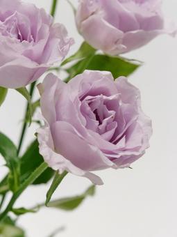 淡い紫色のバラの花 花,バラ,植物の写真素材