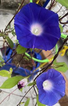 Photo, parenting, morning glory, vivid, 