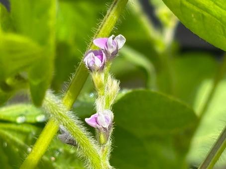 開花直後のダイズの花 開花直後のダイズの花 大豆,ダイズ,花の写真素材