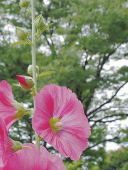 タチアオイの花 タチアオイの花の写真