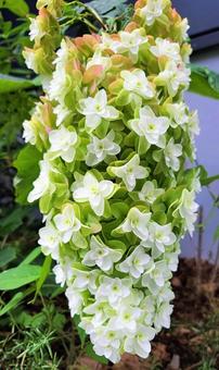 白い花 白い,花,緑の写真素材