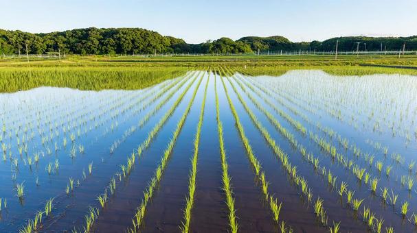 日本の原風景:生命力溢れる田植え後の田 日本の原風景:生命力溢れる田植え後の田の写真