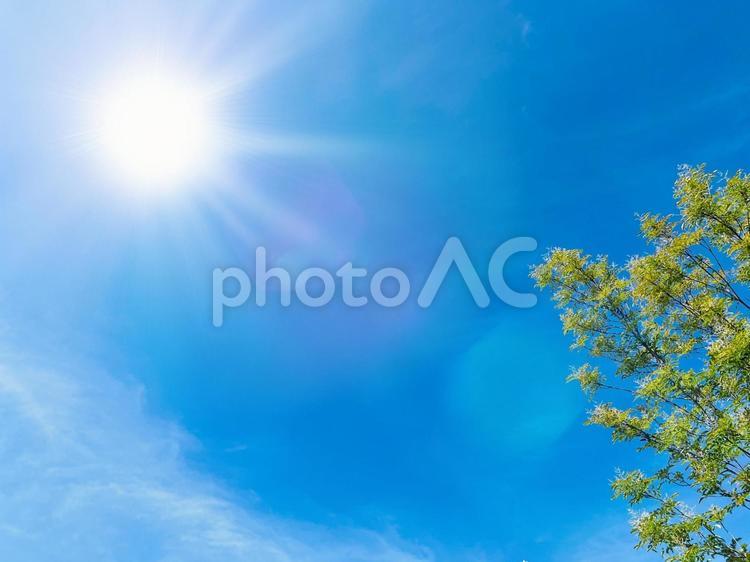 青空と太陽、暑い日差しの夏の空 空,太陽,木の写真素材