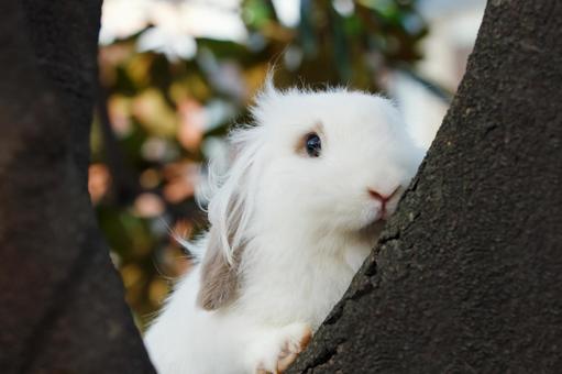 ペットのうさぎ うさぎ,ペット,干支の写真素材