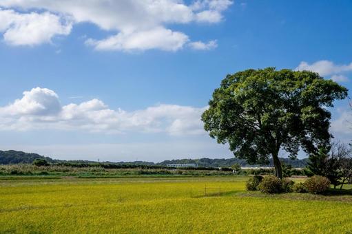 田園風景 田園風景 田んぼ,水田,田畑の写真素材