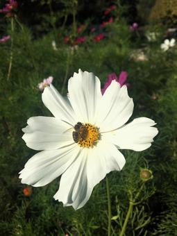 ハチとコスモスの写真