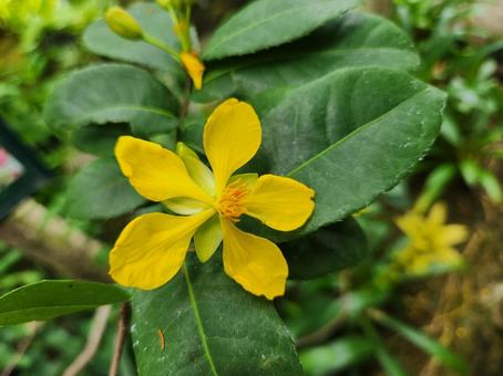 黄色いオクナカーキーの花 黄色いオクナカーキーの花の写真