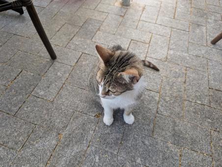 レストランの猫 レストランの猫の写真