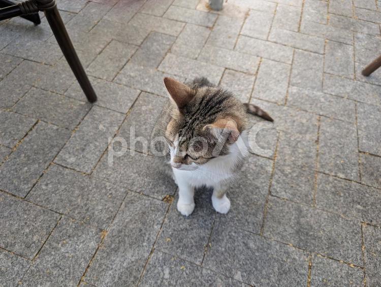 レストランの猫 猫,おねだり,じっと待つの写真素材