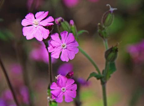 アケボノセンノウ アケボノセンノウ,曙仙翁,シレネ・ディオイの写真素材