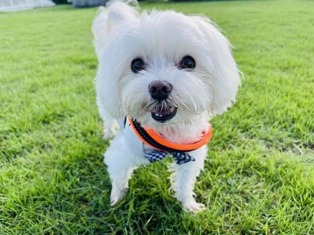 ドッグランの犬 ドッグランの犬 犬,マルチーズ,かわいい犬の写真素材