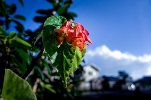<素材>夏の青空と赤いベゴニアの花 <素材>夏の青空と赤いベゴニアの花の写真