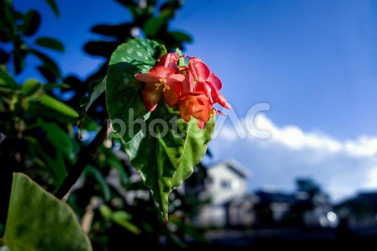 ＜素材＞夏の青空と赤いベゴニアの花 ベゴニア,青空,大空の写真素材