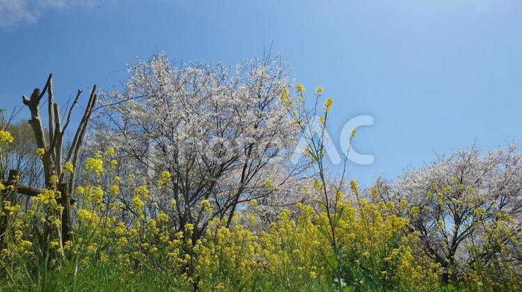 桜と菜の花 春,空,明るいの写真素材