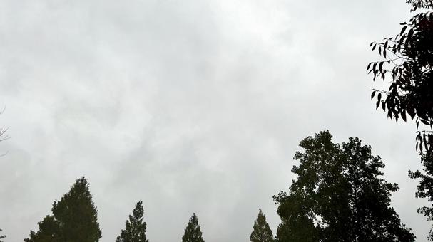 曇り空 曇り,雲,木の写真素材