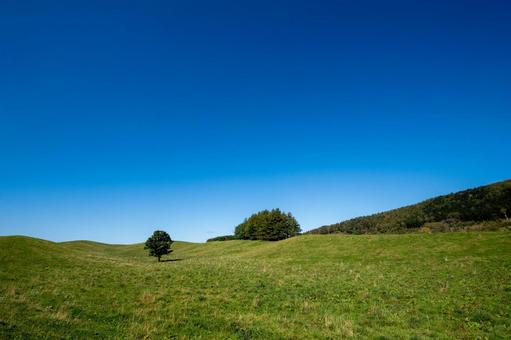 爽やかな青空と緑の丘に静かに立つ一本の木 牧場,牧草地,丘の写真素材