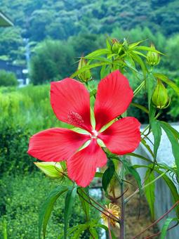 可愛いモミジアオイの花 可愛いモミジアオイの花 花,赤い,モミジアオイの写真素材