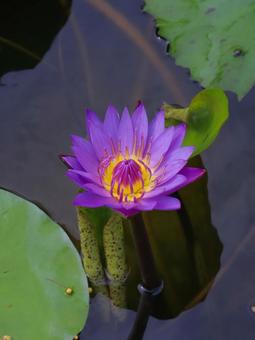 Water lilies, JPG